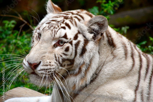 Nahaufnahme des Kopfes eines weißen Tiger