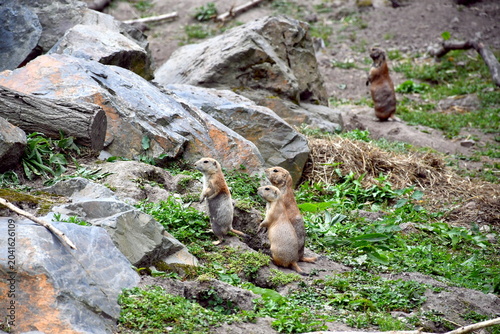 Eine Gruppe von Präriehunden stehen zwischen Steinen und halten Ausschau