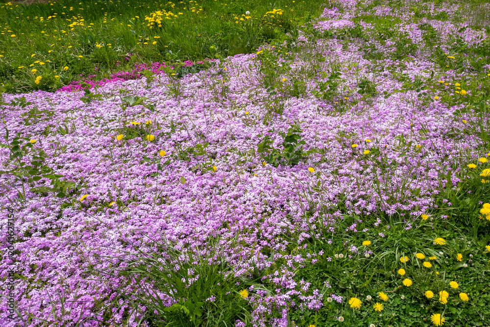 Obraz premium Field of vibrant purple phlox flowers blooming with yellow dandelions in lush green grass