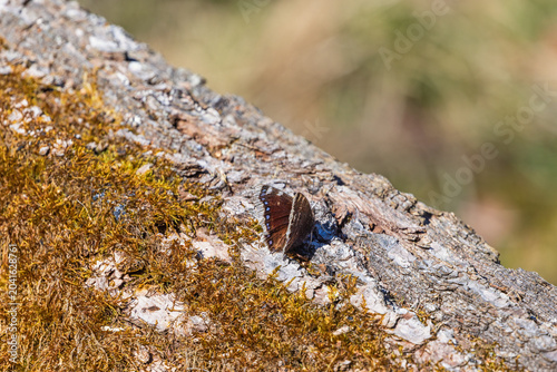 Tableau sur toile Tree log with a Camberwell beauty butterfly in the sunshine