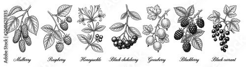 Wild berry sketch set with garden raspberry and blackberry branch