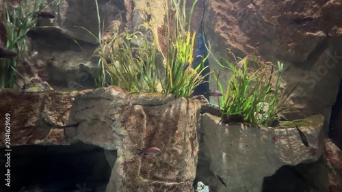 Pesci e piante in un acquario