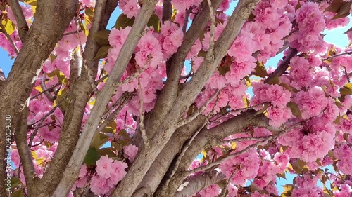 Gentle breeze swaying pink cherry blossom Kanzan tree branches against clear blue sky