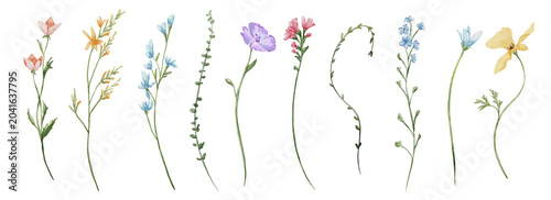 Fotografie Spring summer flowers set; individual elements