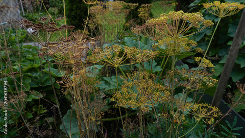 Photos Dill seed heads maturing in a home vegetable garden