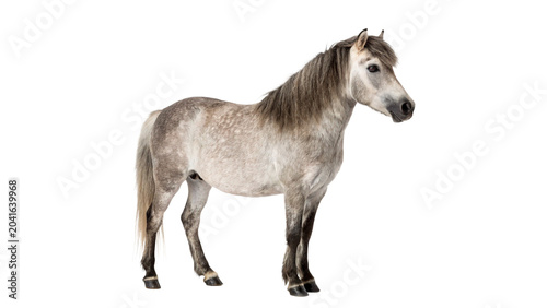Canvas Print Beautiful dapple gray horse standing looking majestic facing right side isolated