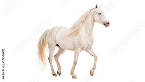 Photos Beautiful pure white horse running fast dynamic action trotting isolated on tran