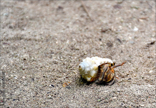 Ein Einsiedlerkrebs läuft im Sand