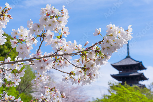 Konstfotografi 京都　東寺の五重塔と桜