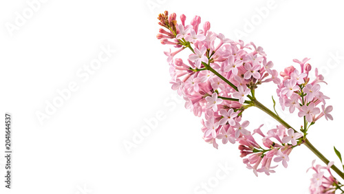 Fotografi Branch of blooming pink hyacinth flowers spring floral botany element on transpa