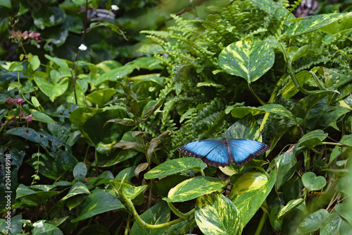 Foto Papillon bleu posé