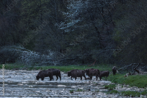 Obraz na plátně European Bison - Bison bonasus, large European even-toed ungulate native to North and East European forests and woodlands, Poland