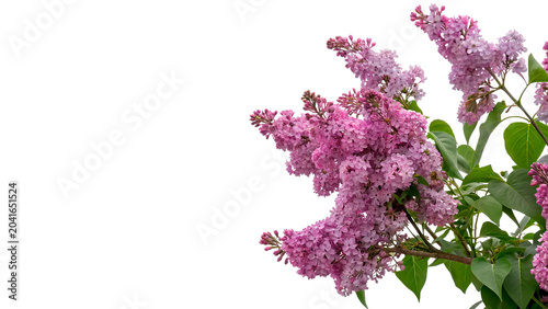 Canvastavla Branch of beautiful purple lilac flowers syringa vulgaris blooming spring isolat