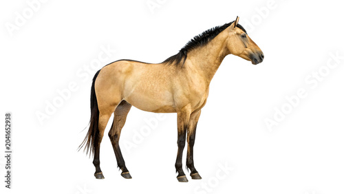 Tableau sur toile Beautiful purebred palomino golden horse standing proudly facing right side isol