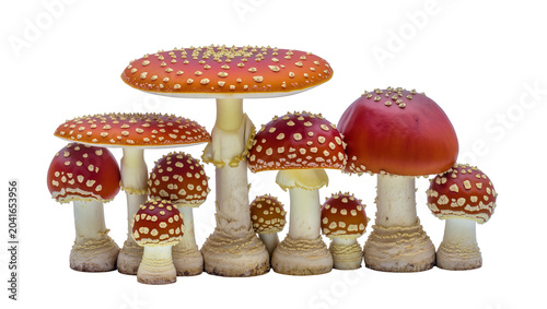 Canvas-taulu Group of red and orange Amanita muscaria mushrooms with white spots
