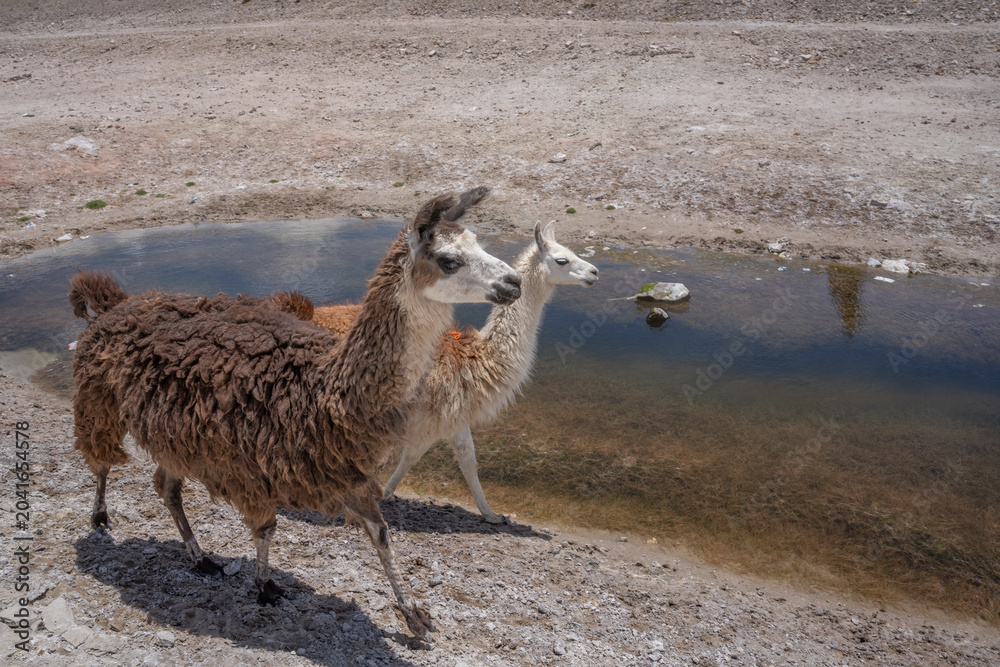 Obraz premium Llama in the wild in Bolivia highlands - vicuna alpaca lama.