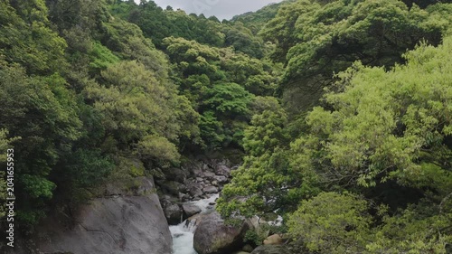 Rising over rocky stream through forested valley in mountain landscape - Yakushima, Japan