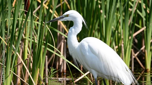 Graceful Little Egret in natural habitat standing among lush green reeds and calm water in bright daylight