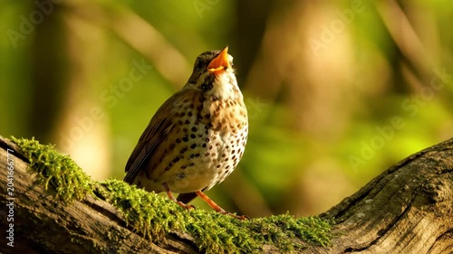 Song thrush perched on a moss-covered branch in the forest, opening its beak and singing, wildlife soundscape