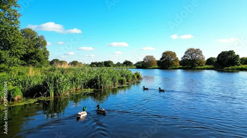 Scenic view of peaceful lake with vibrant ducks swimming on a sunny day with bright blue sky and fluffy clouds