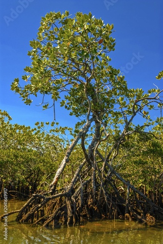 Mangroves on the island Ile Sainte-Marie although Nosy Boraha, Madagascar, Indian Ocean