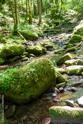 A prominent, mossy boulder covered with small ferns sits in the foreground of a gentle forest stream surrounded by sunlit trees.