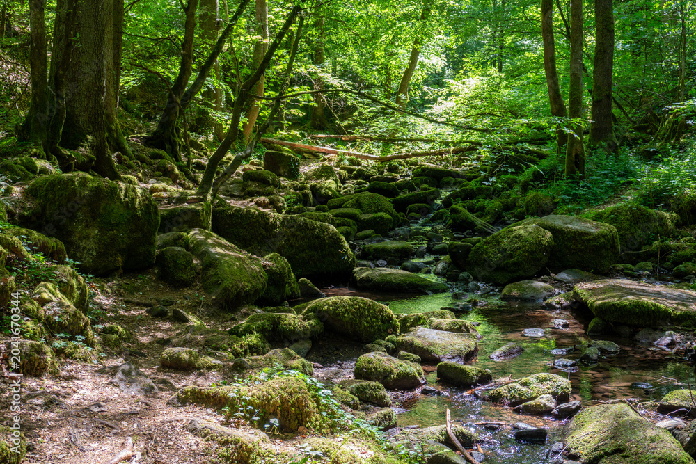 Fototapeta premium A small, clear stream flows through a dense, lush green forest filled with large, moss-covered boulders and sunlit trees.