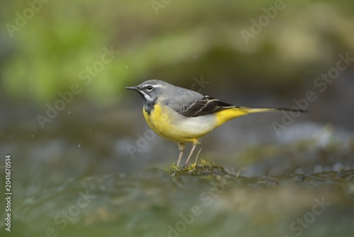 Grey wagtail (Motacilla cinerea) adult male bird standing in a river, Derbyshire, England, United Kingdom