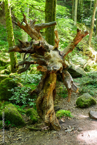 A prominent, weathered uprooted tree stump stands vertically on a forest path, showcasing tangled, gnarled roots and broken branches surrounded by moss-covered rocks and vivid green woodland vegetatio