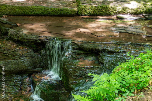 A wide, clear stream flows over flat rock layers before cascading down a small, dark stone ledge, accented by bright green ferns growing on the forest floor.