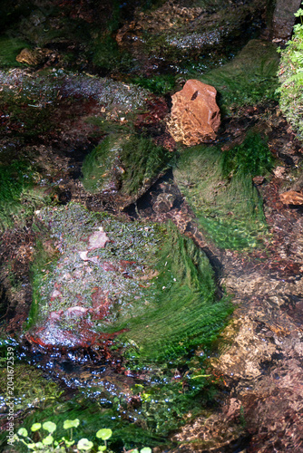 A crystal-clear, shallow stream flows gently over dark rocks covered in vibrant green moss and algae, with a single reddish-brown stone standing out under the rippling surface of the water.