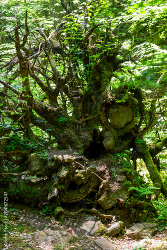 A massive, complex system of uprooted tree roots stands exposed in a dense forest, tangled with moss, earth, and embedded rocks while fresh green leaves sprout from its crown.