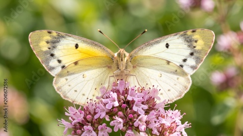 : Cream yellow butterfly with black spots on purplish pink flowers