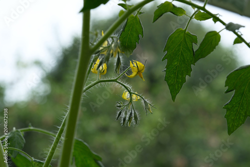 Yellow Tomato Flowers and Buds Blooming on Green Vine, Close-up Macro of Vegetable Plant in Backyard Garden