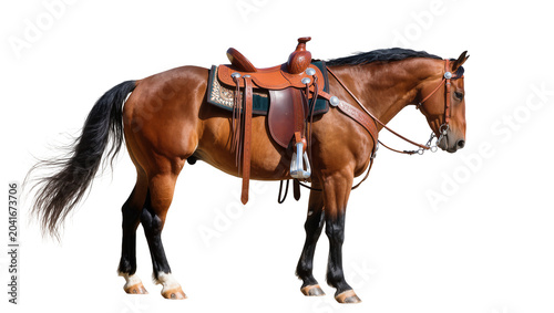 Tableau sur toile Brown horse with western saddle and bridle