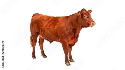 Foto Adult red brown cow standing calmly looking alert facing left isolated on transp