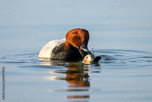 Photography Redhead ducks mating ritual on water surface
