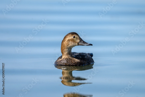 Photos Swimming redhead duck reflecting in calm lake water