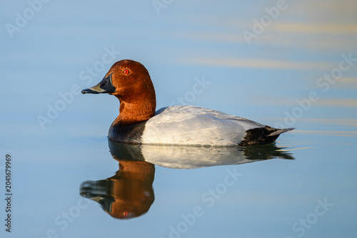 Common pochard duck swimming on blue water with reflection