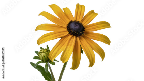 Cuadro en lienzo Yellow Black-Eyed Susan flower with unopened bud