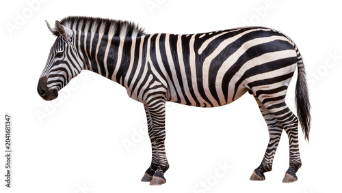 Photos Zebra standing profile view black and white stripes