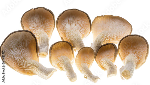 Canvastavla Oyster mushrooms with gills visible, natural food ingredient