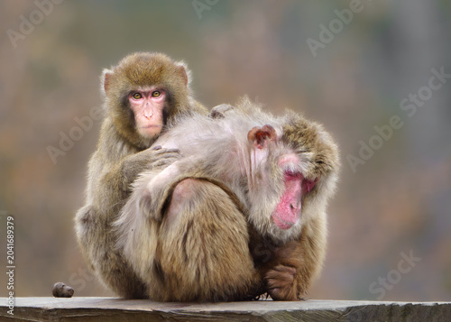 Canvas Print Japanese macaque