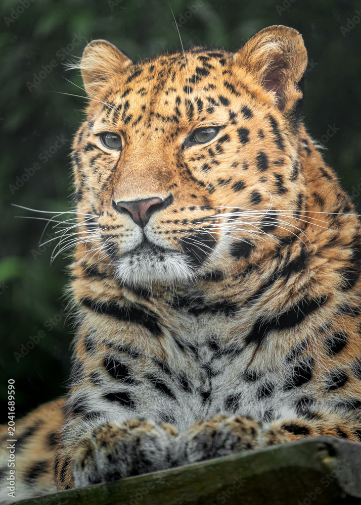 Fototapeta premium Amur leopard