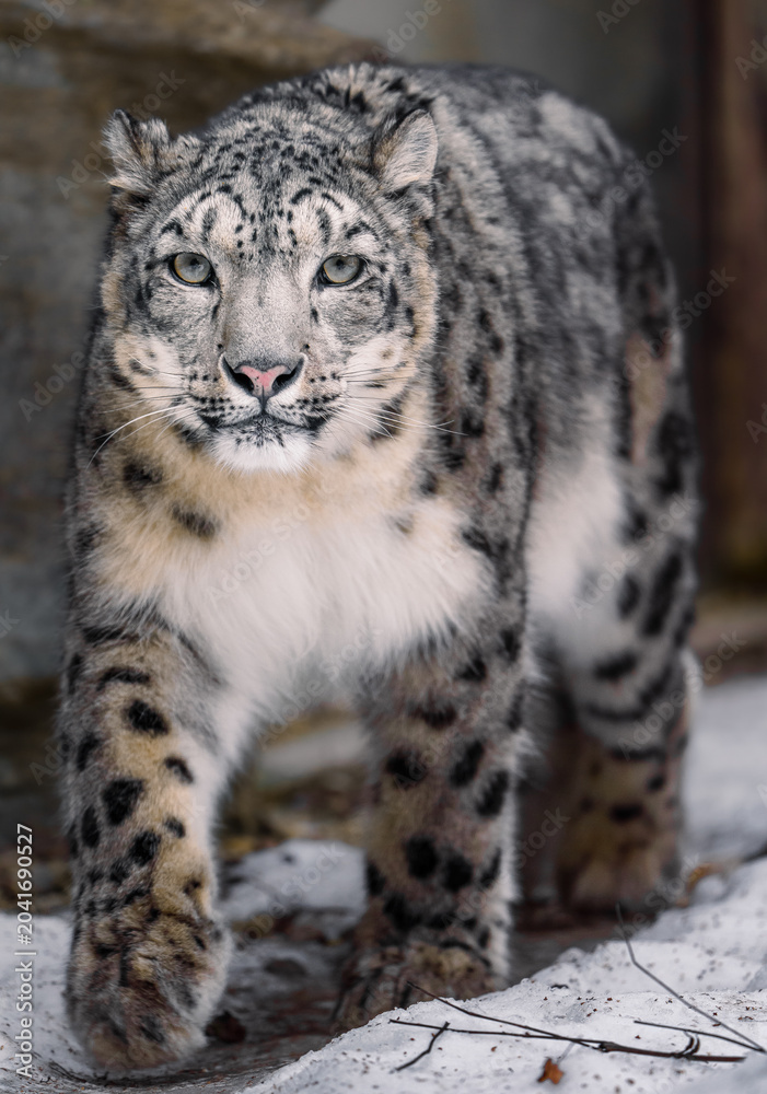 Obraz premium Snow leopard