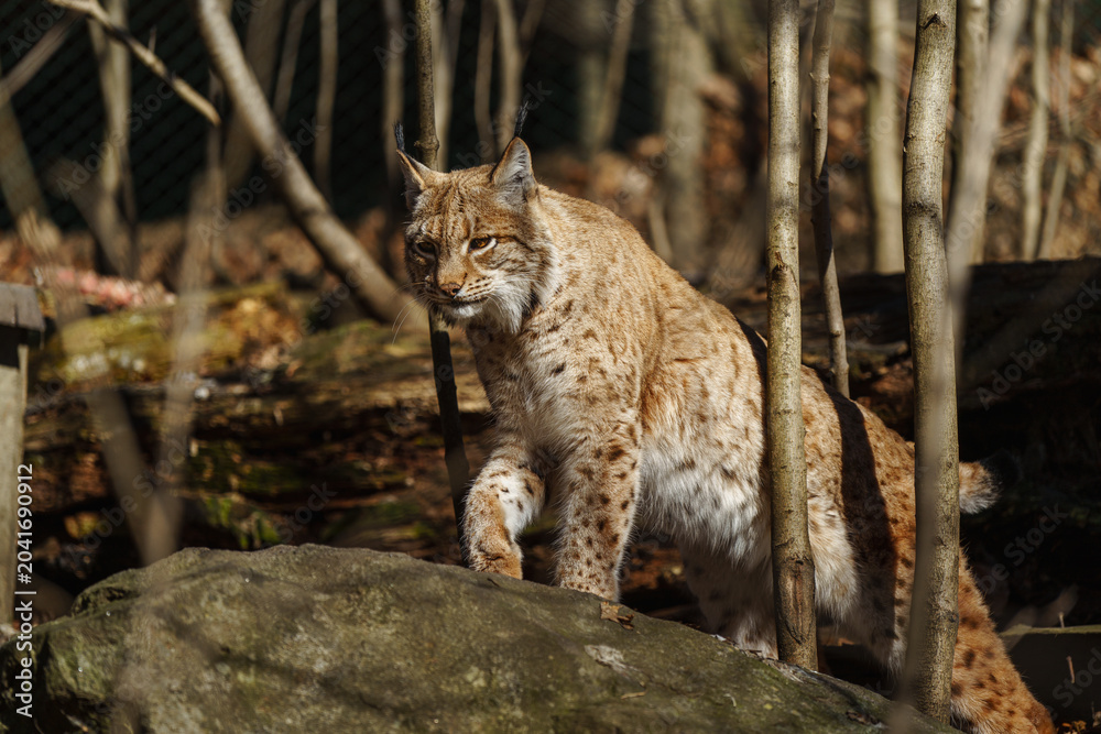 Fototapeta premium Eurasian lynx