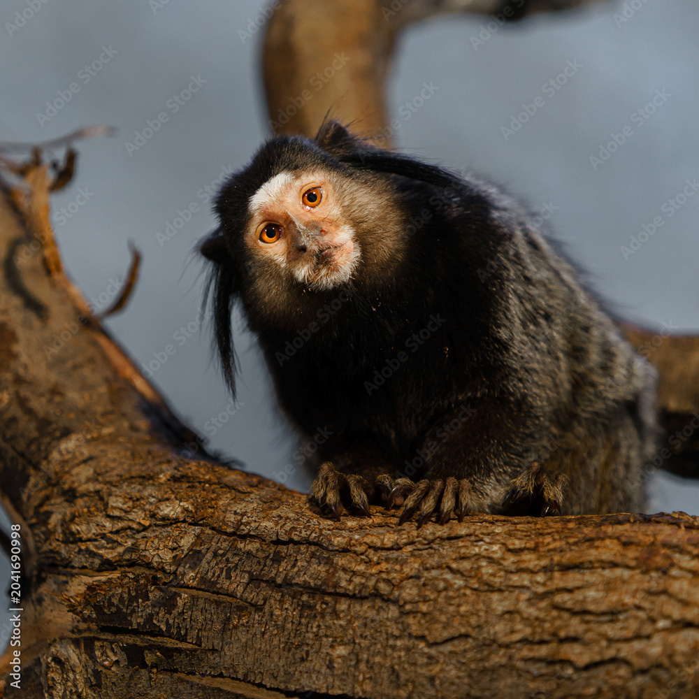 Fototapeta premium Black-tufted marmoset