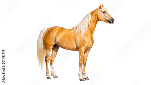 Bild auf Leinwand Beautiful purebred palomino golden horse standing proudly facing right side isol