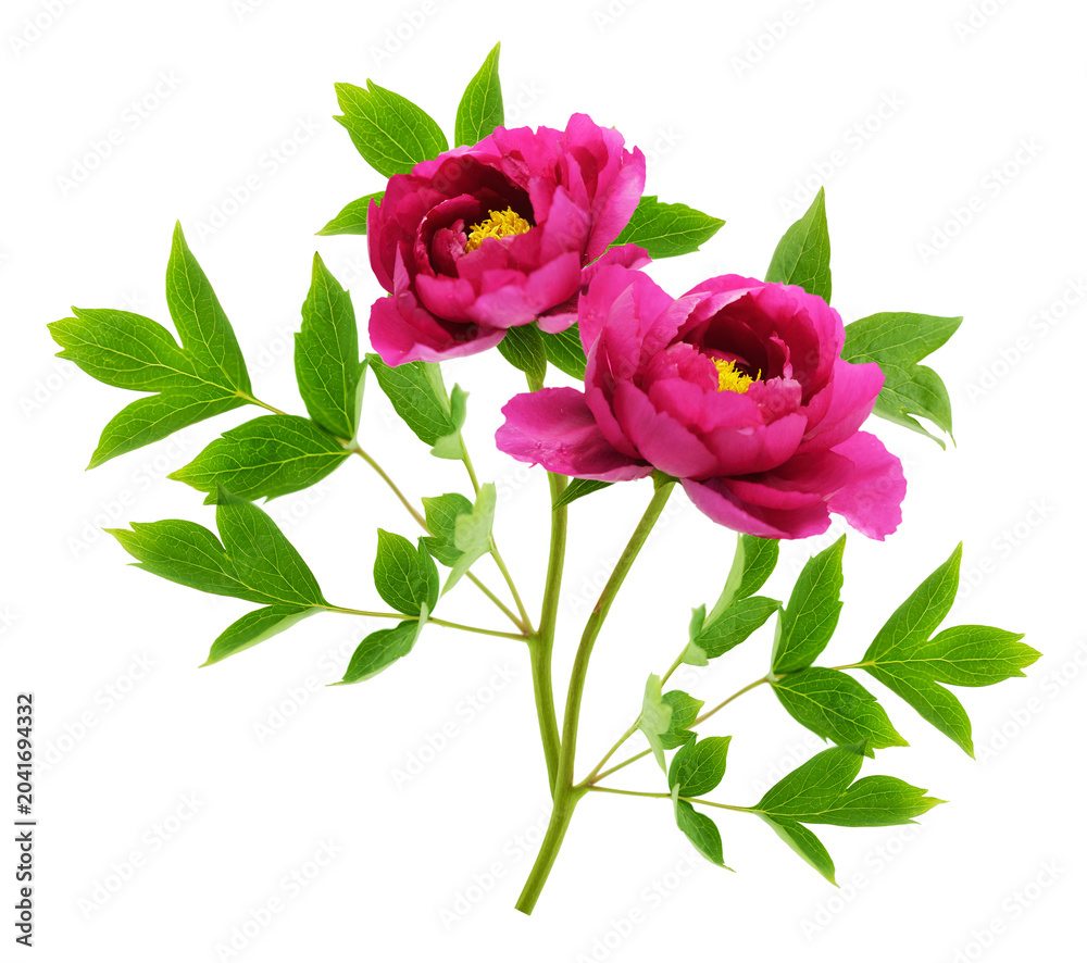 Obraz premium Close up of blooming peony flowers isolated on transparent background