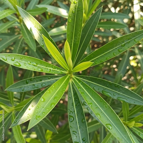 Fresh Green Leaves Covered with Water Droplet in Sunlit Garden
